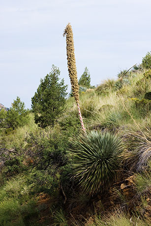 Sotol Dasylirion Wheeleri spoonplant desert spoon  