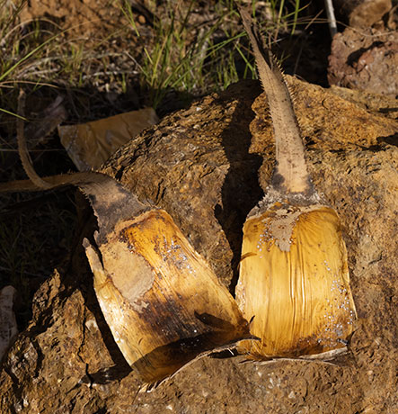 Sotol Dasylirion Wheeleri spoonplant desert spoon  