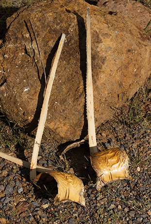 Sotol Dasylirion Wheeleri spoonplant desert spoon  