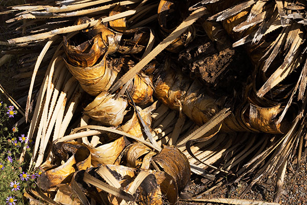 Sotol Dasylirion Wheeleri spoonplant desert spoon  