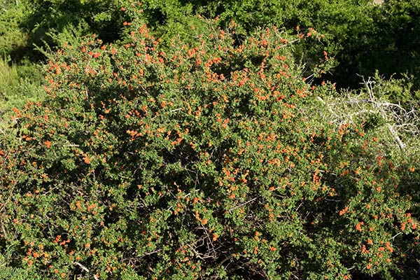 Littleleaf Sumac, Desert Sumac, Rhus microphylla 