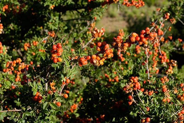 Littleleaf Sumac, Desert Sumac, Rhus microphylla 