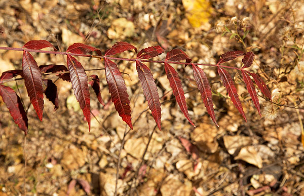 Smooth Sumac Rhus glabra   