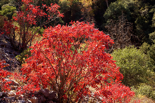 Smooth Sumac Rhus glabra   