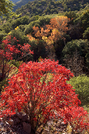 Smooth Sumac Rhus glabra   