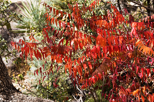 Smooth Sumac Rhus glabra   