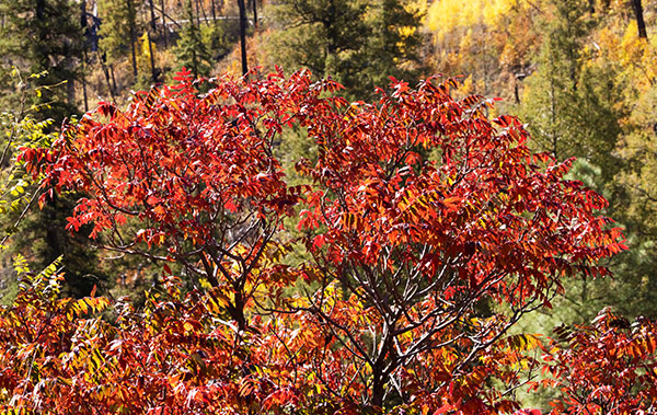 Smooth Sumac Rhus glabra   