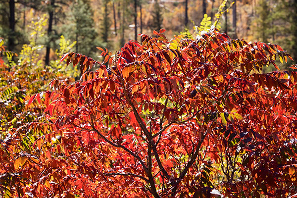 Smooth Sumac Rhus glabra   