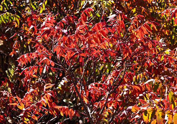 Smooth Sumac Rhus glabra   