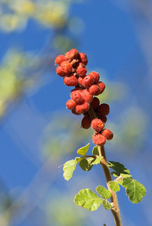 Skunk Bush Three Leaf Sumac Skunkbush Rhus trilobata