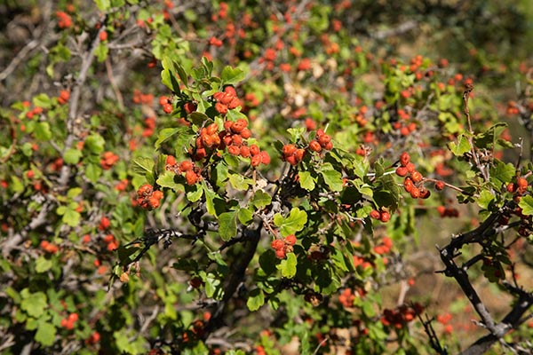 Skunk Bush Three Leaf Sumac Skunkbush Rhus trilobata