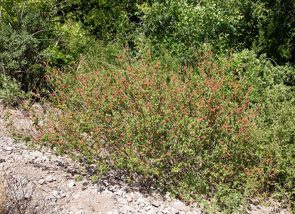 Skunk Bush Three Leaf Sumac Skunkbush Rhus trilobata