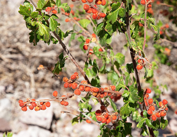 Skunk Bush Three Leaf Sumac Skunkbush Rhus trilobata