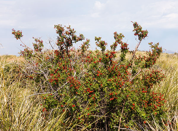 Skunk Bush Three Leaf Sumac Skunkbush Rhus trilobata