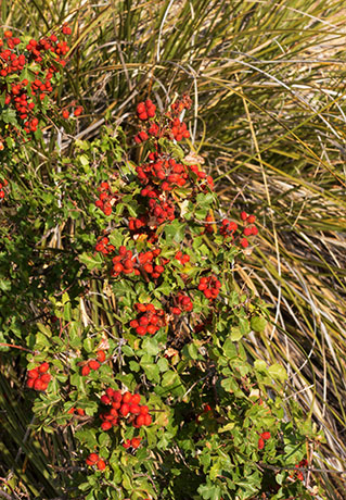 Skunk Bush Three Leaf Sumac Skunkbush Rhus trilobata