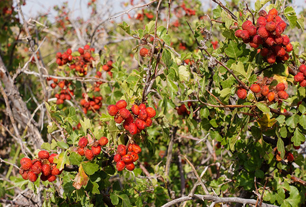 Skunk Bush Three Leaf Sumac Skunkbush Rhus trilobata