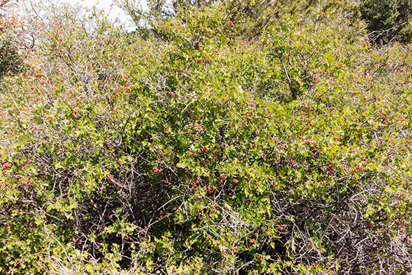Skunk Bush Three Leaf Sumac Skunkbush Rhus trilobata