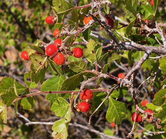 Skunk Bush Three Leaf Sumac Skunkbush Rhus trilobata