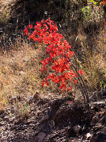 Skunk Bush Three Leaf Sumac Skunkbush Rhus trilobata