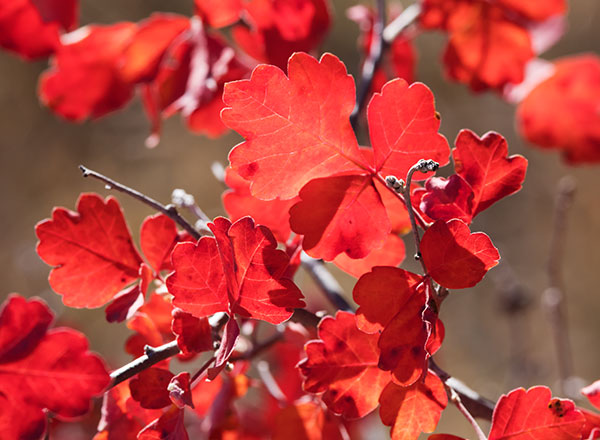 Skunk Bush Three Leaf Sumac Skunkbush Rhus trilobata
