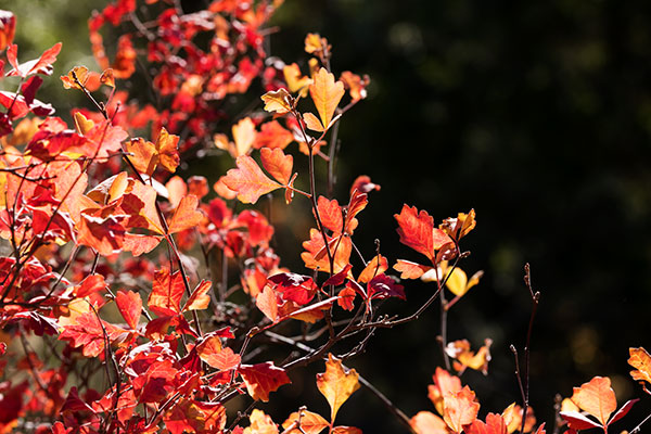 Skunk Bush Three Leaf Sumac Skunkbush Rhus trilobata