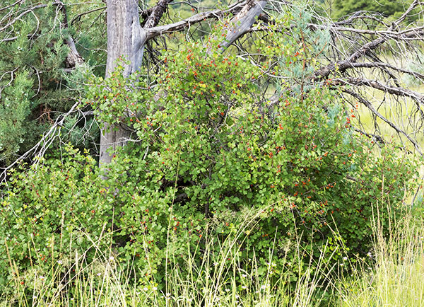 Skunk Bush Three Leaf Sumac Skunkbush Rhus trilobata