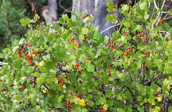 Skunk Bush Three Leaf Sumac Skunkbush Rhus trilobata