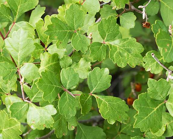 Skunk Bush Three Leaf Sumac Skunkbush Rhus trilobata