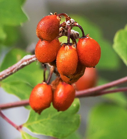 Skunk Bush Three Leaf Sumac Skunkbush Rhus trilobata