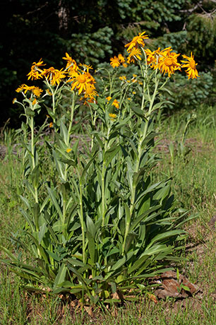 Western Sneezeweed Hymenoxys hoopesii Dugaldia hoopesii Helenium hoopesii Orange Sneezeweed  Sunflower Family Compositae 