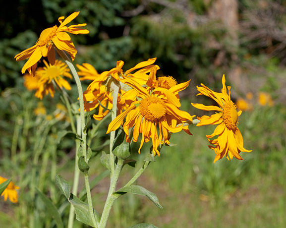 Western Sneezeweed Hymenoxys hoopesii Dugaldia hoopesii Helenium hoopesii Orange Sneezeweed  Sunflower Family Compositae 
