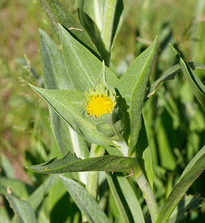Western Sneezeweed Hymenoxys hoopesii Dugaldia hoopesii Helenium hoopesii Orange Sneezeweed  Sunflower Family Compositae 