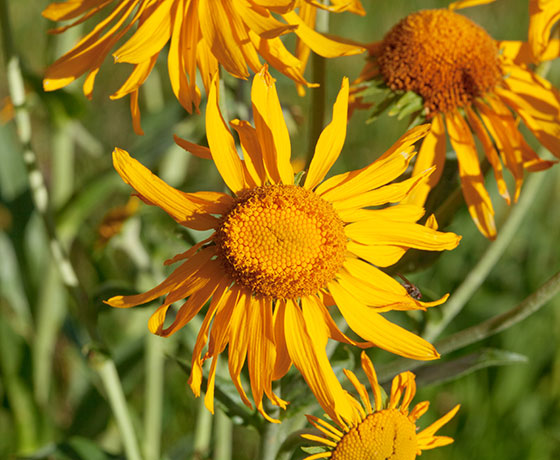 Western Sneezeweed Hymenoxys hoopesii Dugaldia hoopesii Helenium hoopesii Orange Sneezeweed  Sunflower Family Compositae 