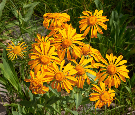 Western Sneezeweed Hymenoxys hoopesii Dugaldia hoopesii Helenium hoopesii Orange Sneezeweed  Sunflower Family Compositae 