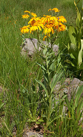 Western Sneezeweed Hymenoxys hoopesii Dugaldia hoopesii Helenium hoopesii Orange Sneezeweed  Sunflower Family Compositae 