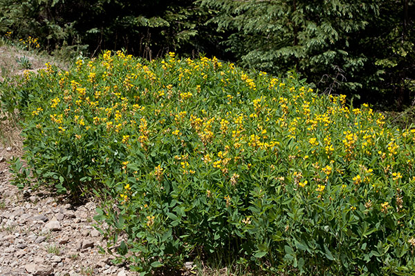Pine Thermopsis Thermopsis rhombifolia Thermopsis pinetorum  