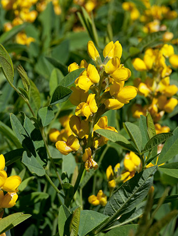 Pine Thermopsis Thermopsis rhombifolia Thermopsis pinetorum  