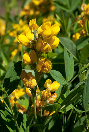 Pine Thermopsis Thermopsis rhombifolia Thermopsis pinetorum  
