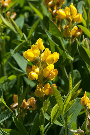 Pine Thermopsis Thermopsis rhombifolia Thermopsis pinetorum  