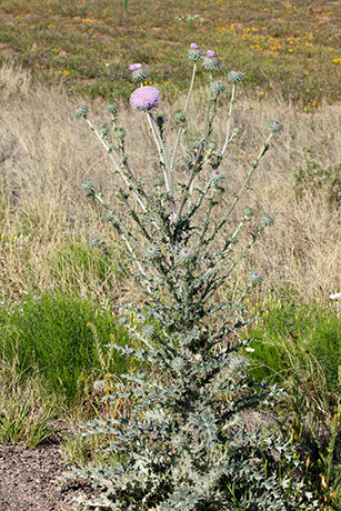 New Mexico Thistle Cirsium neomexicanum  