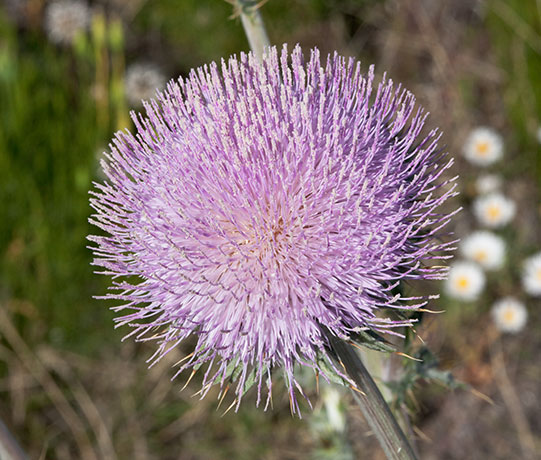 New Mexico Thistle Cirsium neomexicanum  