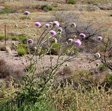 New Mexico Thistle Cirsium neomexicanum 