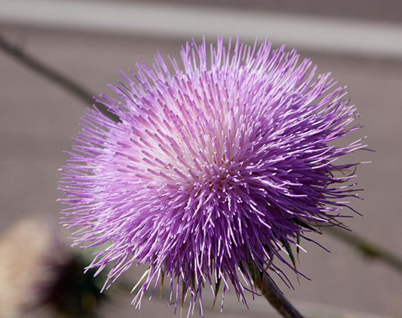 New Mexico Thistle Cirsium neomexicanum 