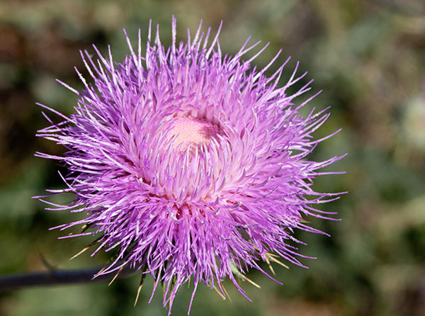 New Mexico Thistle Cirsium neomexicanum 