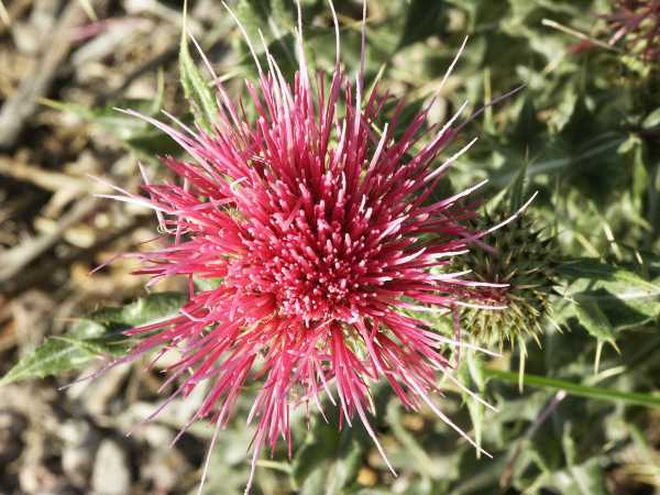 Arizona Thistle Cirsium arizonicum 