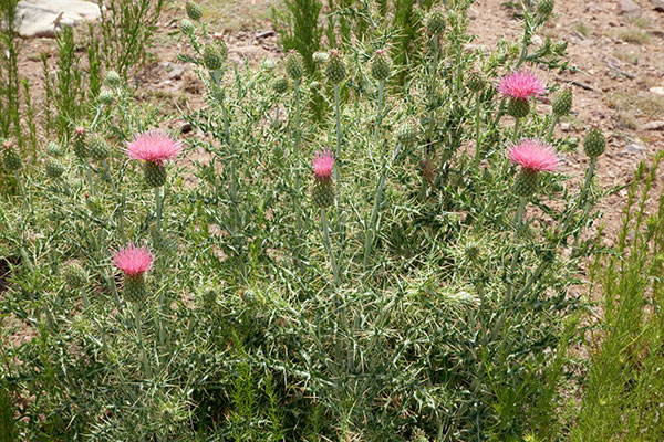 Arizona Thistle Cirsium arizonicum 