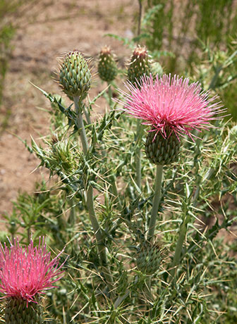 Arizona Thistle Cirsium arizonicum 