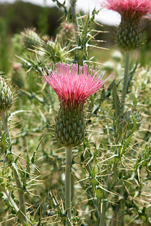 Arizona Thistle Cirsium arizonicum 