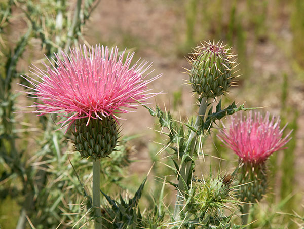 Arizona Thistle Cirsium arizonicum 
