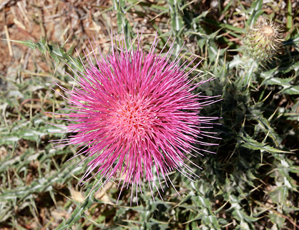Yellowspine Thistle Cirsium ochrocentrum Yellow Spine Thistle  